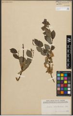 Foto von Salix starkeana Willd.